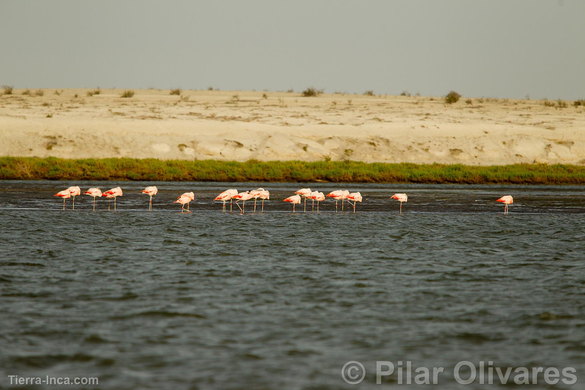 Flamencos o Parihuanas