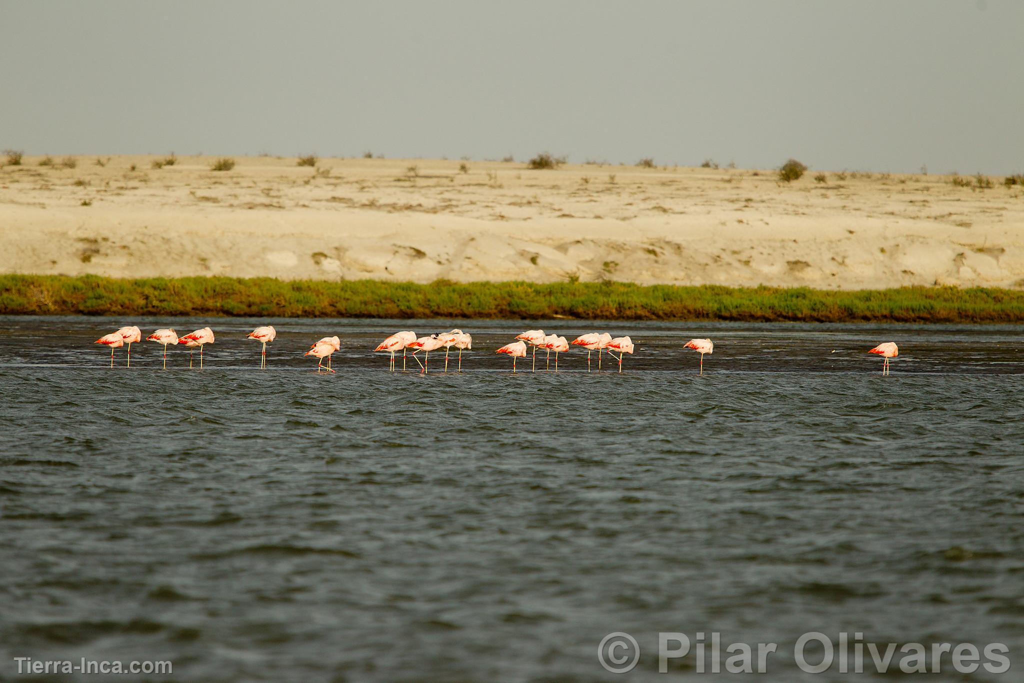 Flamencos o Parihuanas