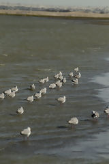 Gaviotas