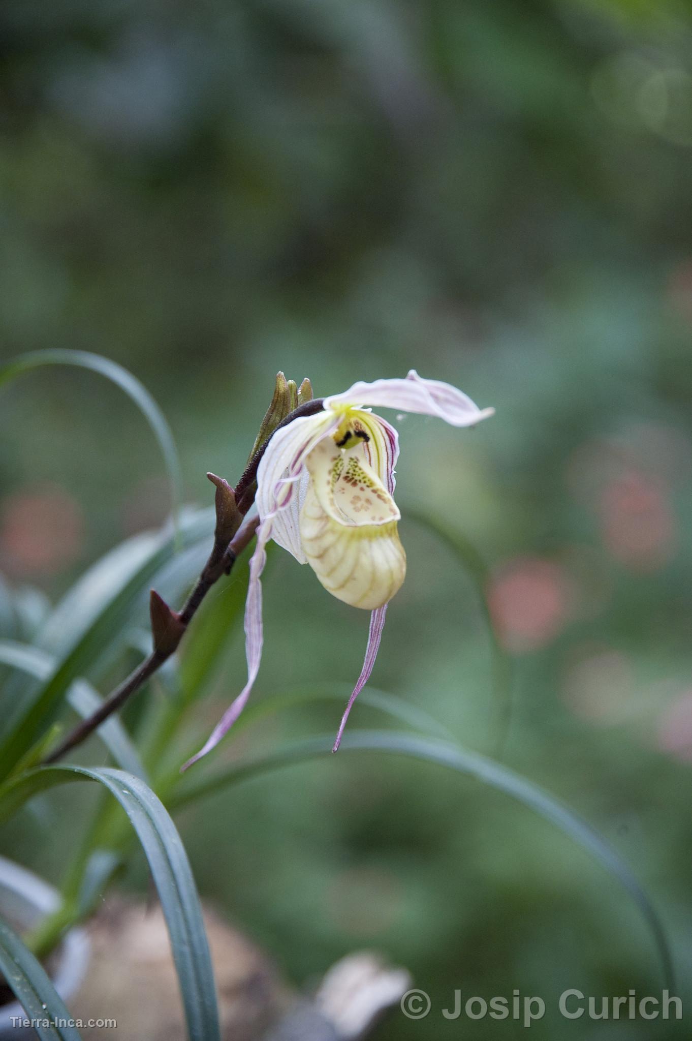 Orquídea en Oxapampa