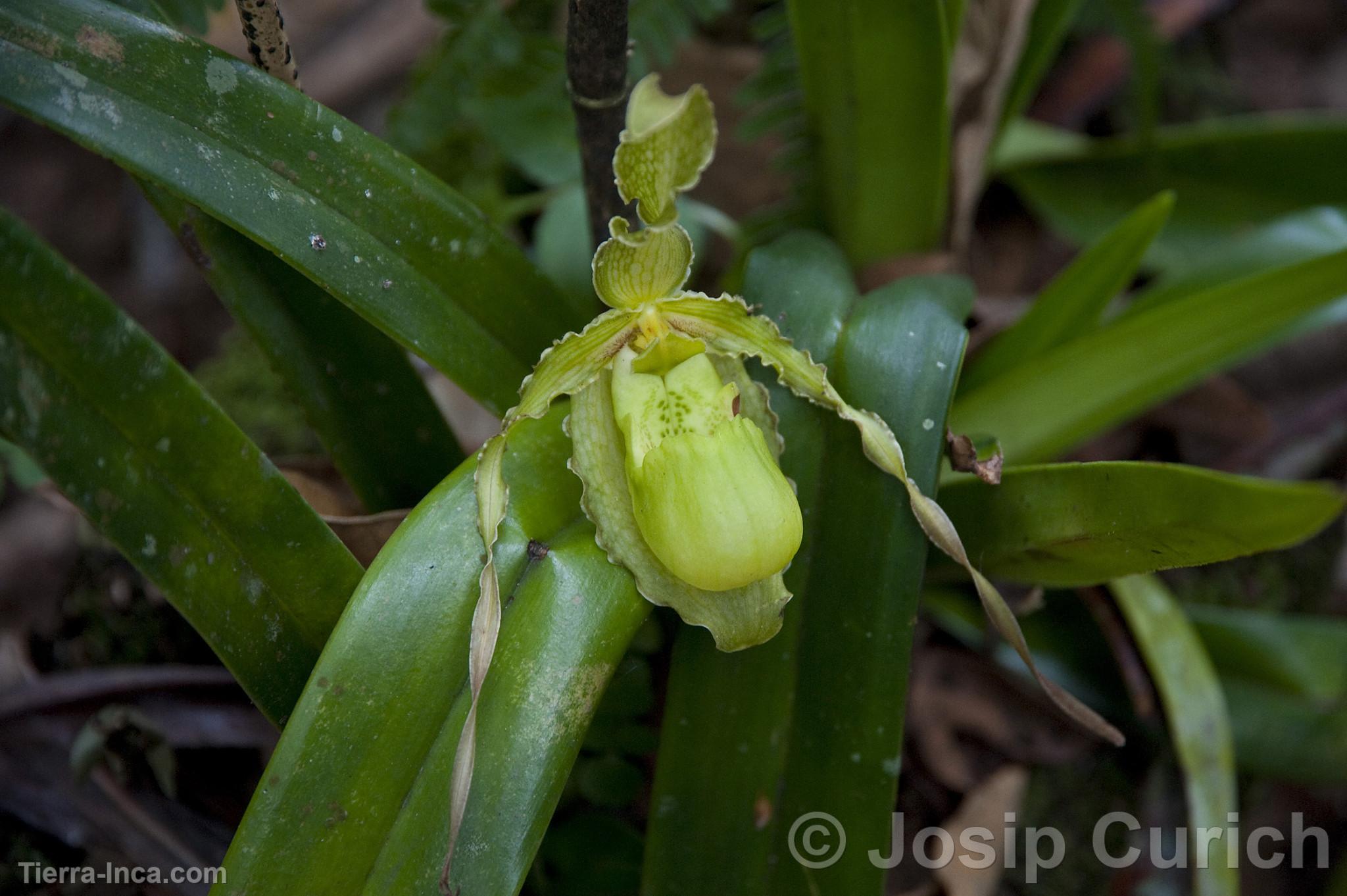 Orquídea en Oxapampa