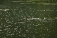 Nutria