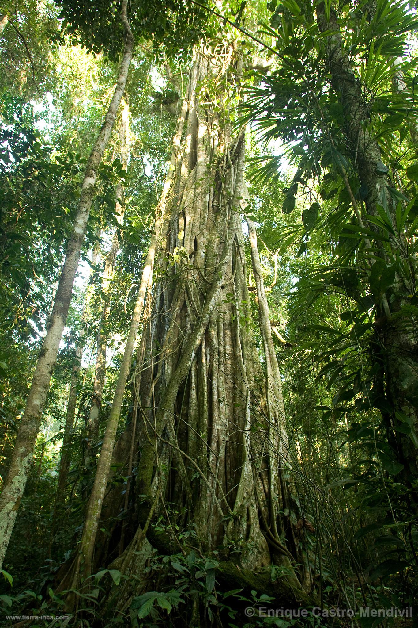 Árbol en el Parque Nacional del Manu