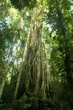 Árbol en el Parque Nacional del Manu