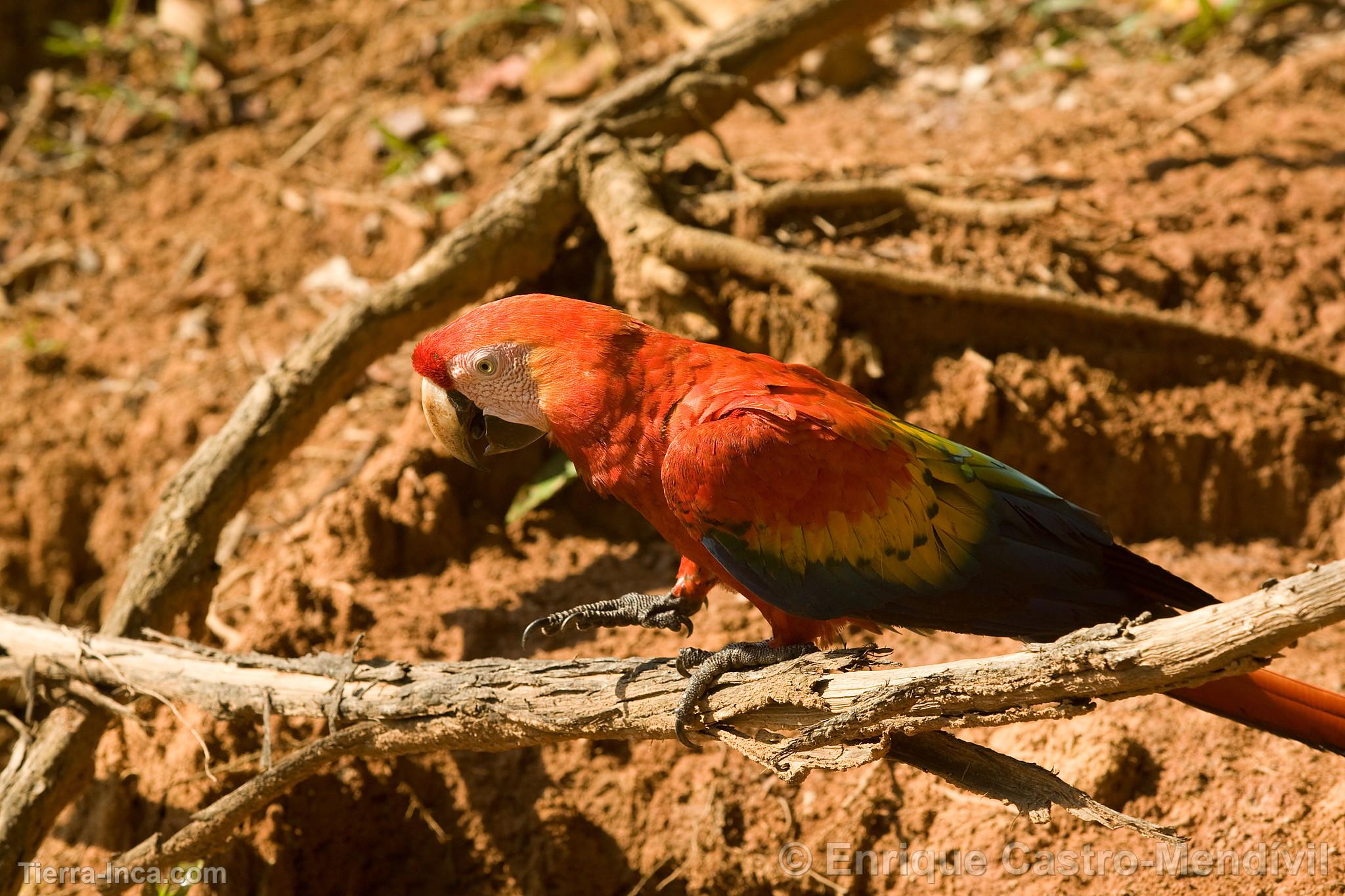 Guacamayo