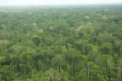 rboles en el Parque Nacional del Manu