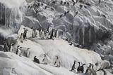 Pingüinos de Humbolt en la isla de Asia
