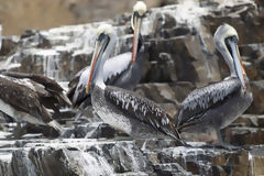 Pelcanos en la isla de Asia