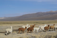 Alpacas