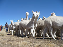 Alpacas