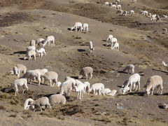 Alpacas