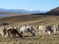 Alpacas