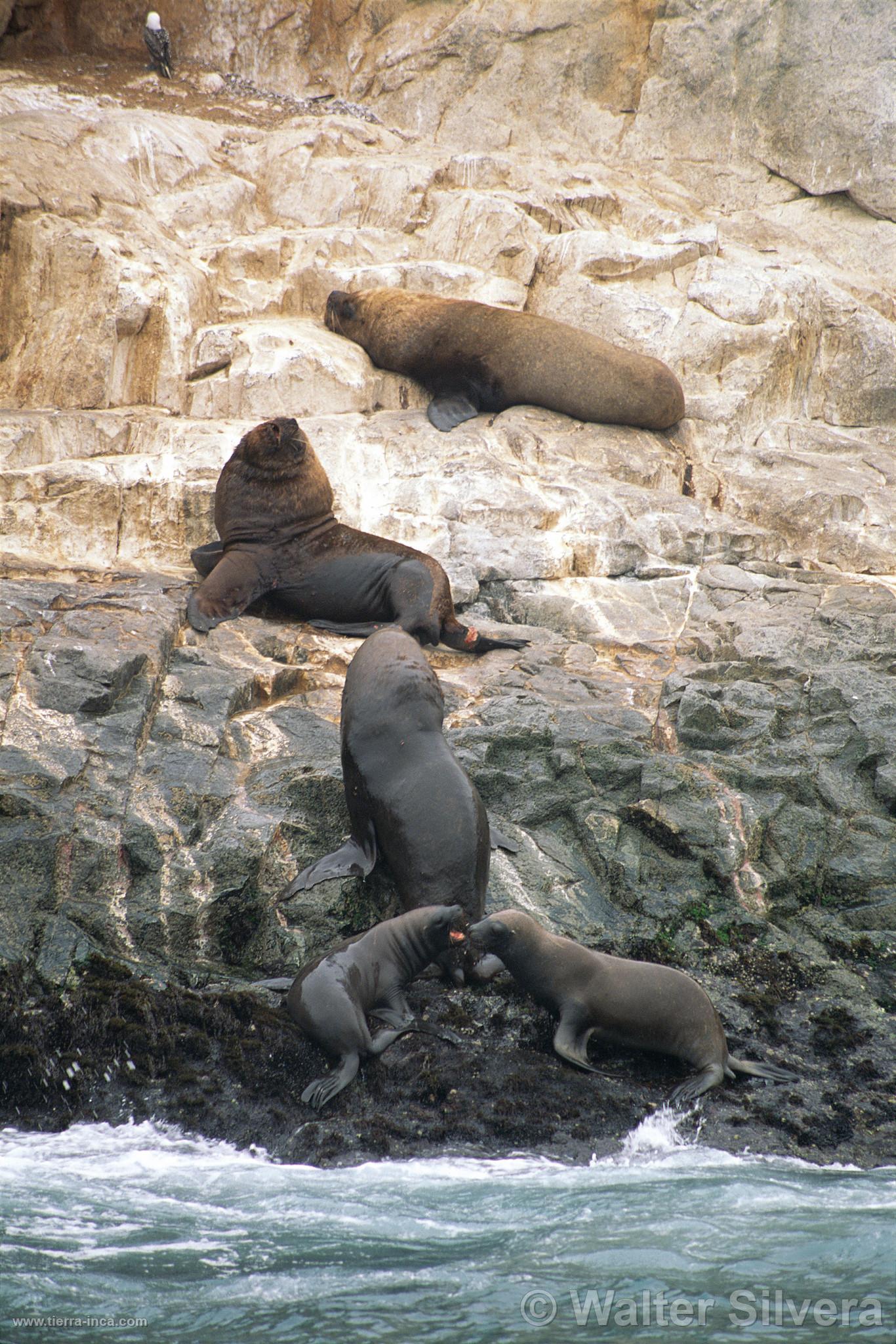 Lobos de mar en las Islas Palomino, Callao
