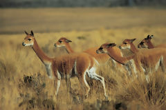 Vicuñas en Pampa Galeras