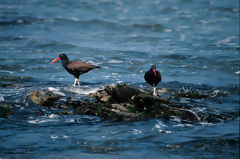 Ostreros negruzcos, Paracas