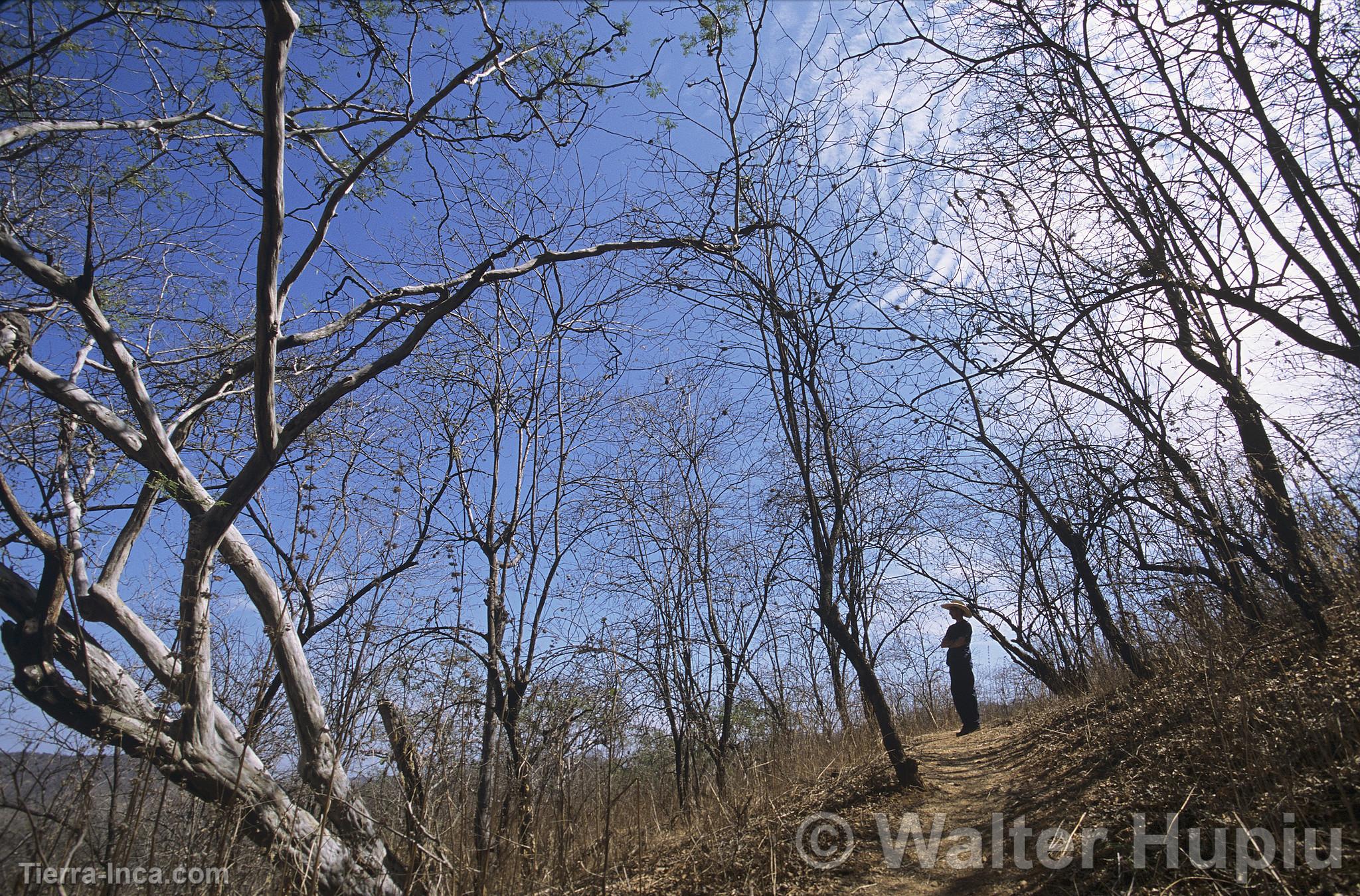 Bosque Seco, Amotape