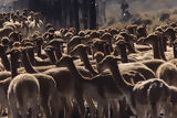 Chaccu de vicuñas en Pampa Galeras