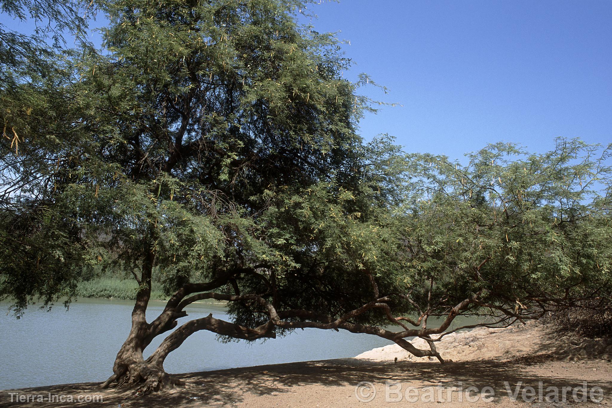 Parque Nacional Cerros de Amotape