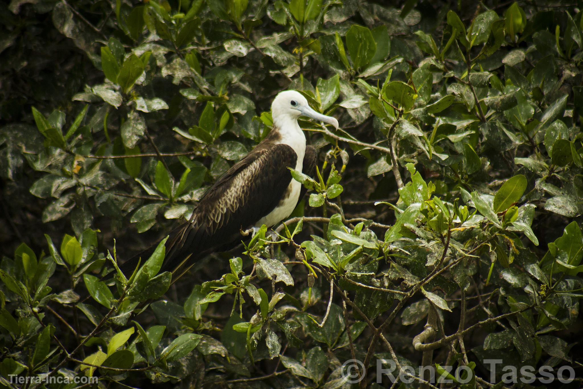 Manglares de Puerto Pizarro