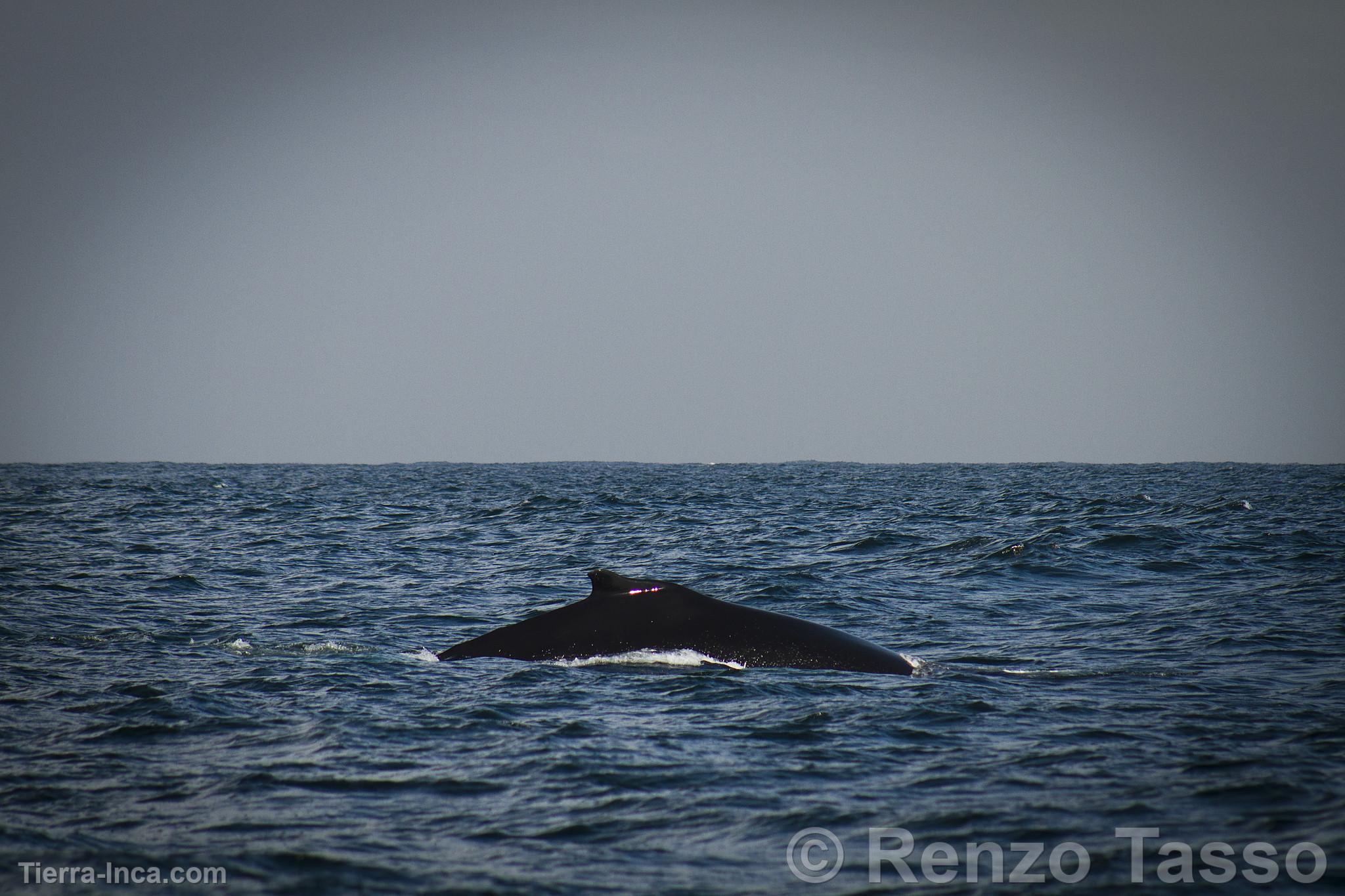 Avistamiento de ballenas