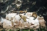 Lobos de mar en Paracas