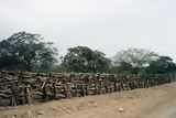Cerco trenzado con madera de algarrobo, Lambayeque