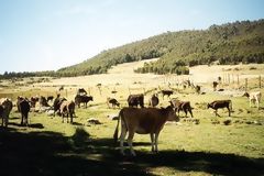 Canrey, cuenca del ro Negro, Recuay