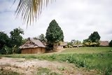 Casa típica con árbol Poma Rosa, Nanay
