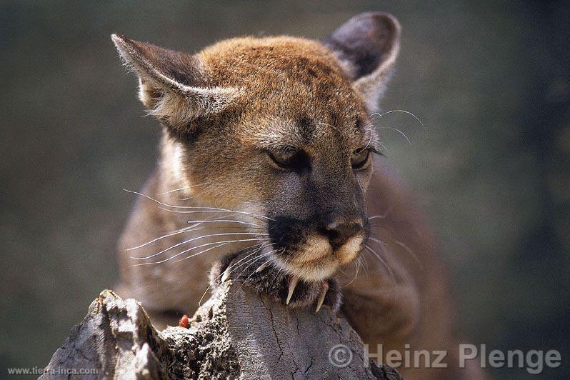 Puma en el Parque Nacional de Amotape
