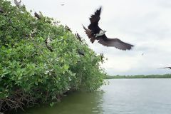 Manglares y un ave que apenas alza el vuelo