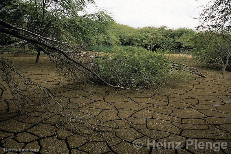 Desierto de Sechura