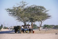 Algarrobo, rbol caracterstco de la regin de Piura