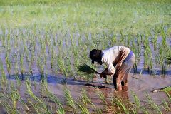 Cultivo de arroz