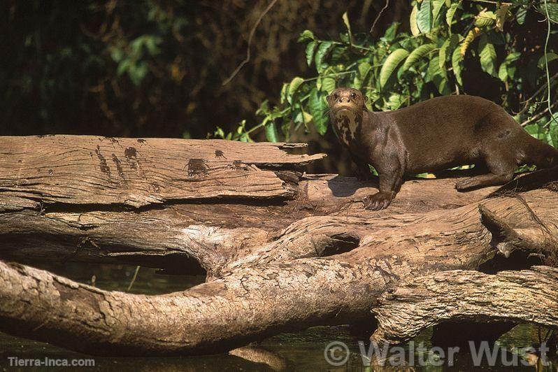 Lobo de río