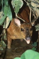 Venado gris