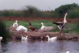 Aves en los Pantanos de Villa