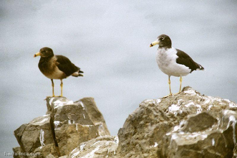 Gaviotas, Callao