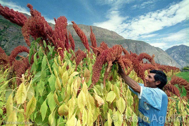 Cultivo de kiwicha en el can de Cotahuasi