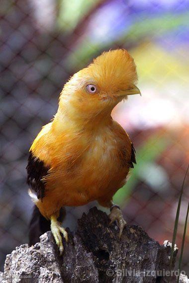 Gallito de las rocas