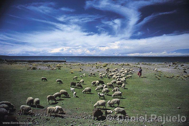 Pastoreo en las orillas del Titicaca