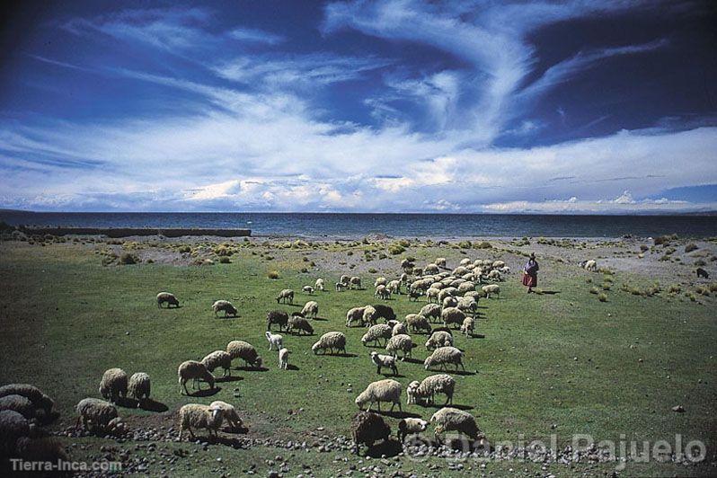 Pastoreo en las orillas del Titicaca