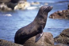 Lobo de mar, Paracas