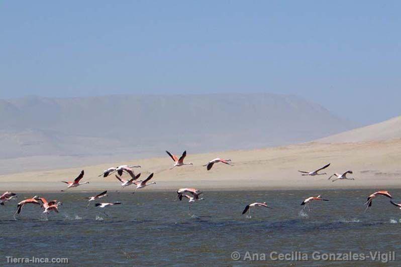 Parihuanas, Paracas