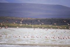 Flamencos en la laguna de Lariscota