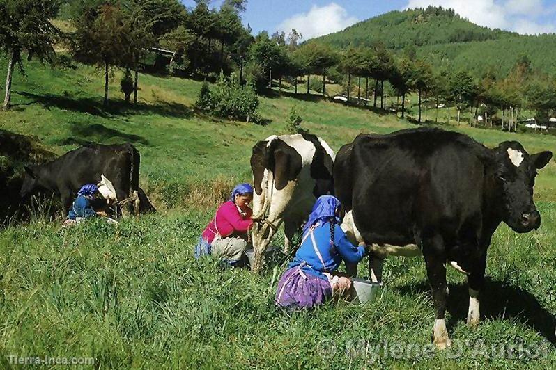 Granja Porcn, Cajamarca