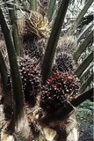 Palma Aceitera-Corona