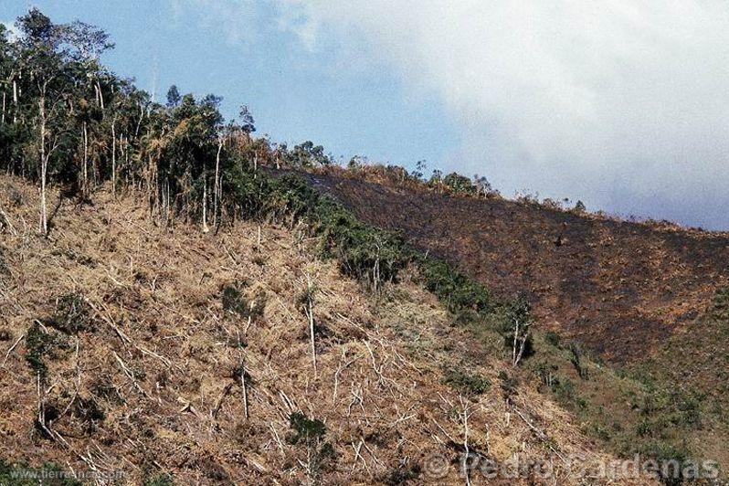 Deforestación. Huánuco