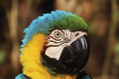 Guacamayo