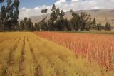 Cultivos en Huancayo