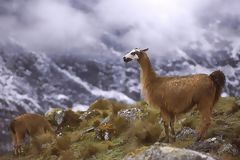 Llamas al pie del Huagurundur